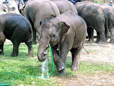 Elephant found dead in West Bengal 