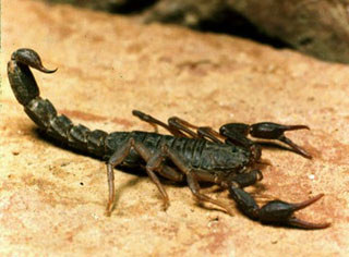 Giant Scorpion