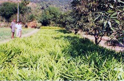 Himachal farmers demand minimum support price for Ginger crop