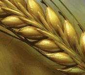 global wheat production