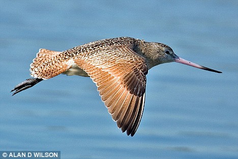 Dutch godwit bird flies from Netherlands to Senegal in one go 
