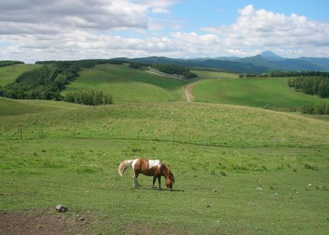 grassland