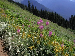 green mountain trails