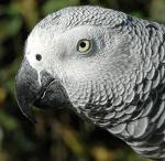 grey parrot