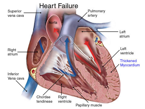 Scientists identify novel target for heart failure therapy