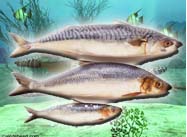 Freshwater herring fish