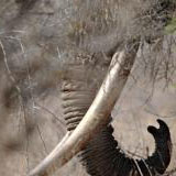 Kenya seizes huge amount of ivory bound for Thailand 