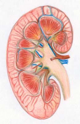 Novel genetic risk factors for kidney disease identified