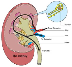 Kidney disease ups stroke risk in patients with irregular heartbeat