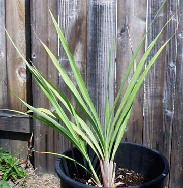 New lemongrass variety brings hope for drought-hit farmers