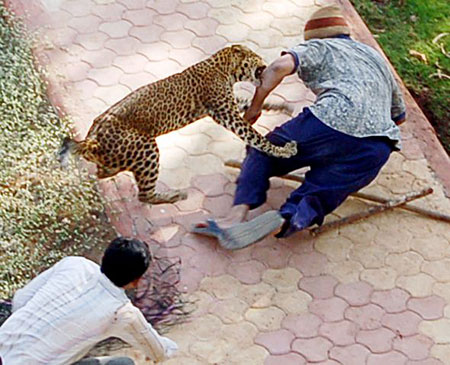 Five injured during leopard rescue operation in Pune