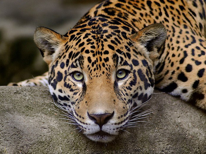 Nepal home to 121 adult tigers and 400 snow leopards; shows data  