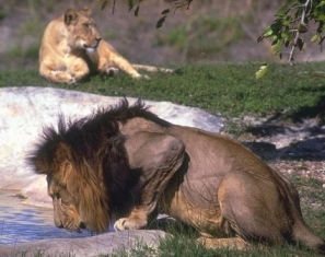 ‘Supersize’ lions prowled Europe and North America 13,000 years ago