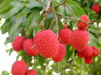 Thanks to scientists, feast on litchis even in winter