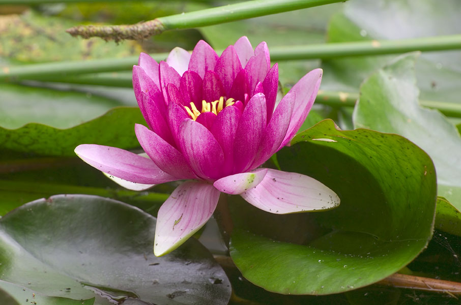 Lotus Cultivation