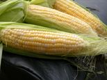 Genetically modified maize lowers fertility in mice, study finds 