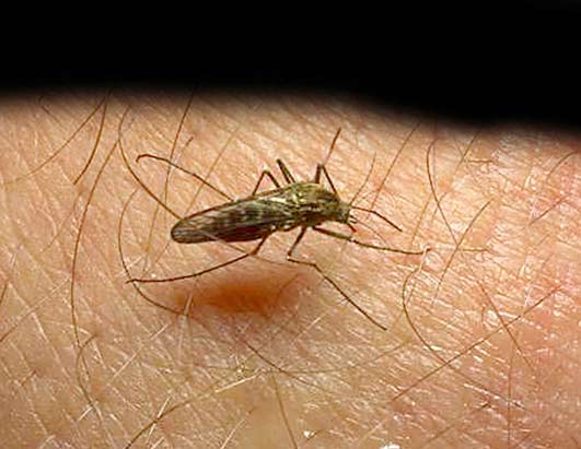 Study: 125.2 Mln Women At Malaria Risk During Pregnancy