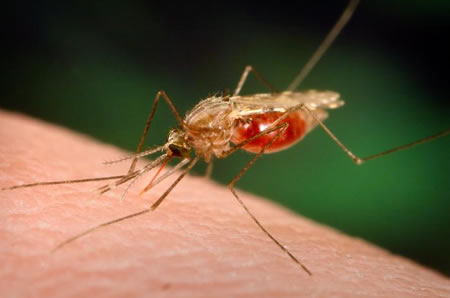 Mozambique swatting malaria - one-quarter fewer dead last year 