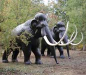 Mammoths