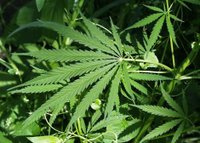 Study says marijuana chemical has anti-cancer properties 