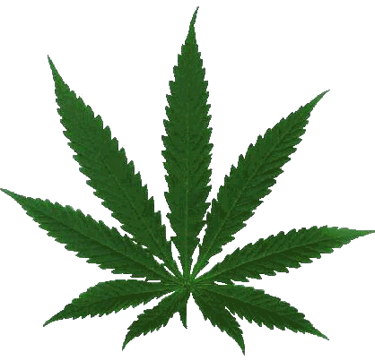 Two men arrested with more than 200 marijuana plants