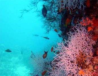Marine Ecosystems