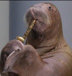 Meet Sara the Walrus that blows her own ‘saxophone’!
