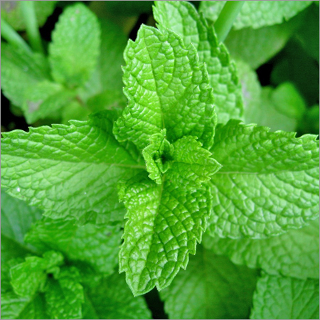 Menthol 