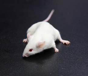 Compound used by TV crime detectives helps detect immune inflammation in mice