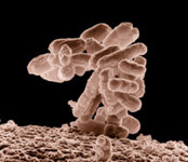 Microorganism