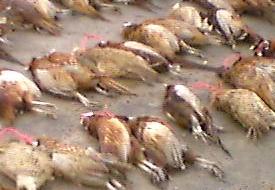 20 migratory birds found dead in Dharamsala