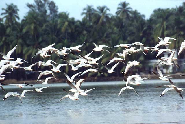 A voluntary warden of migratory birds in Uttar Pradesh