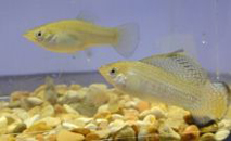 molly fish