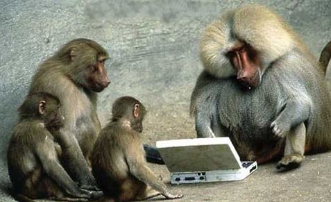 Monkeys are adept at choosing greatest reward even while faced with distractions