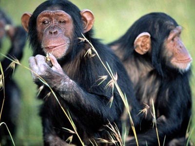 Monkeys