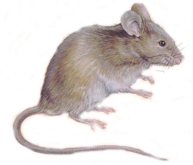Развитие мышей. Мышь. Мышь для детей. Карточка мышка для детей. Мышь сбоку.