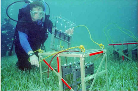 Scientists to study noise impact on marine life