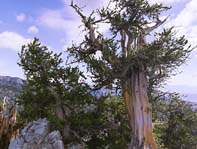 world oldest tree