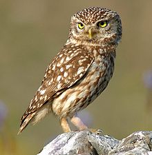 owls
