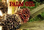 Palm oil industry continues to destroy Indonesia's peatland forests
