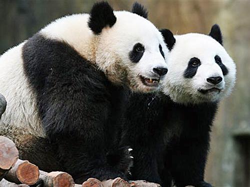 Taipei Zoo unveils "Ring-a-Panda" service 