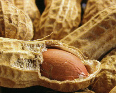 Early peanut consumption may keep allergy at bay