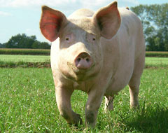 Gene that helps domestic pigs develop more muscle and store less fat than wild boars found