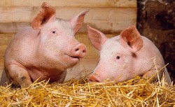 Egypt starts slaughtering all pigs over swine flu 