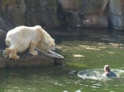 Woman mauled by Berlin polar bear in intensive care 