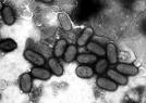 Poxvirus