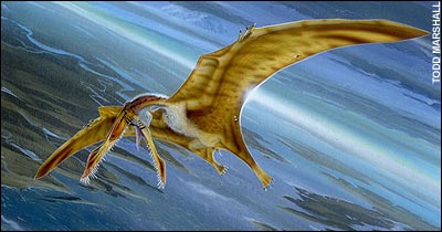 A Study Claims That Pterodactyls Were Too Heavy To Fly 