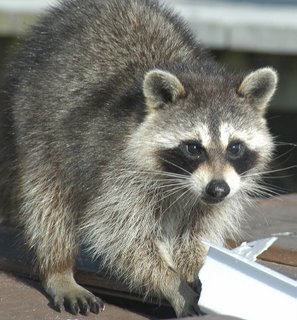 Raccoons running wild in Barack Obama’s White House lawns! | TopNews