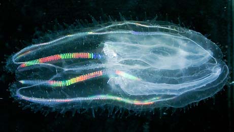 New “rainbow glow” jellyfish found by scientists