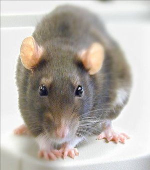 Poison, not pied piper, beats Hamelin rats